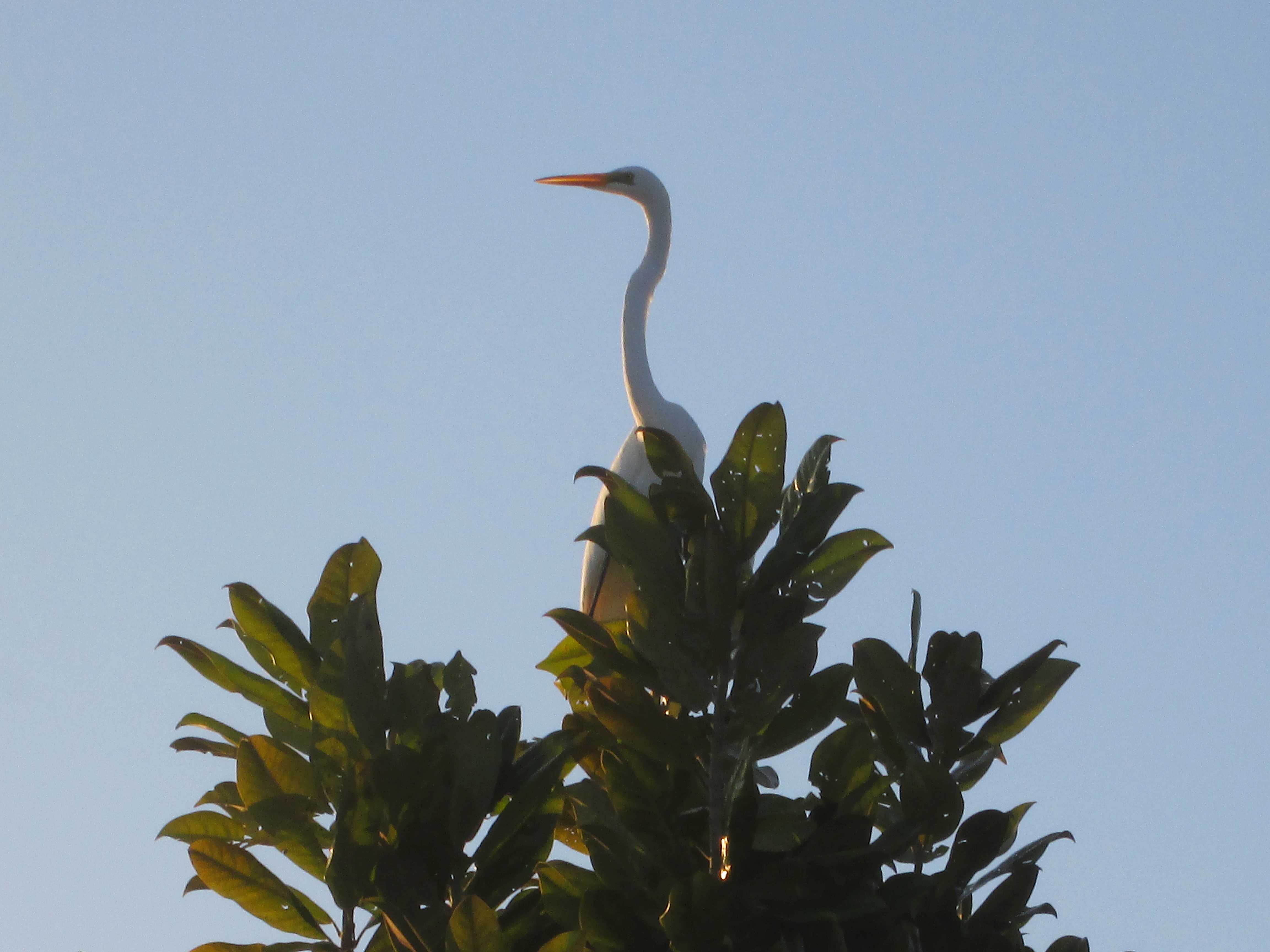 Okeechobee wildlife - Great Egret